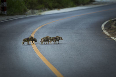 Group of little wild boar on asphalt road at khao yai national park thailand