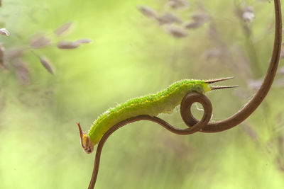 Close up of caterpillars