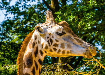 Close-up of giraffe in forest