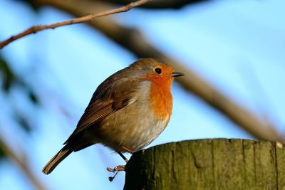 Close-up of bird perching against sky