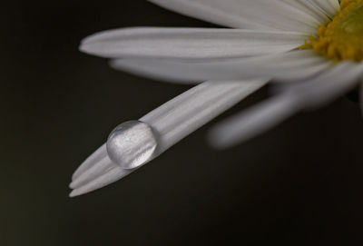 Close-up of flower over black background