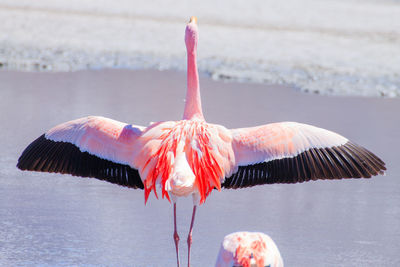 View of a bird on the lake