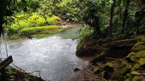 Scenic view of river amidst trees in forest