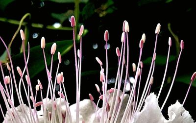 Close-up of pink flowering plants