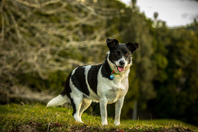 Portrait of dog standing on field