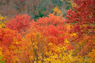 Scenic view of autumnal trees