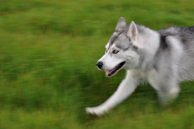 Dog on grass