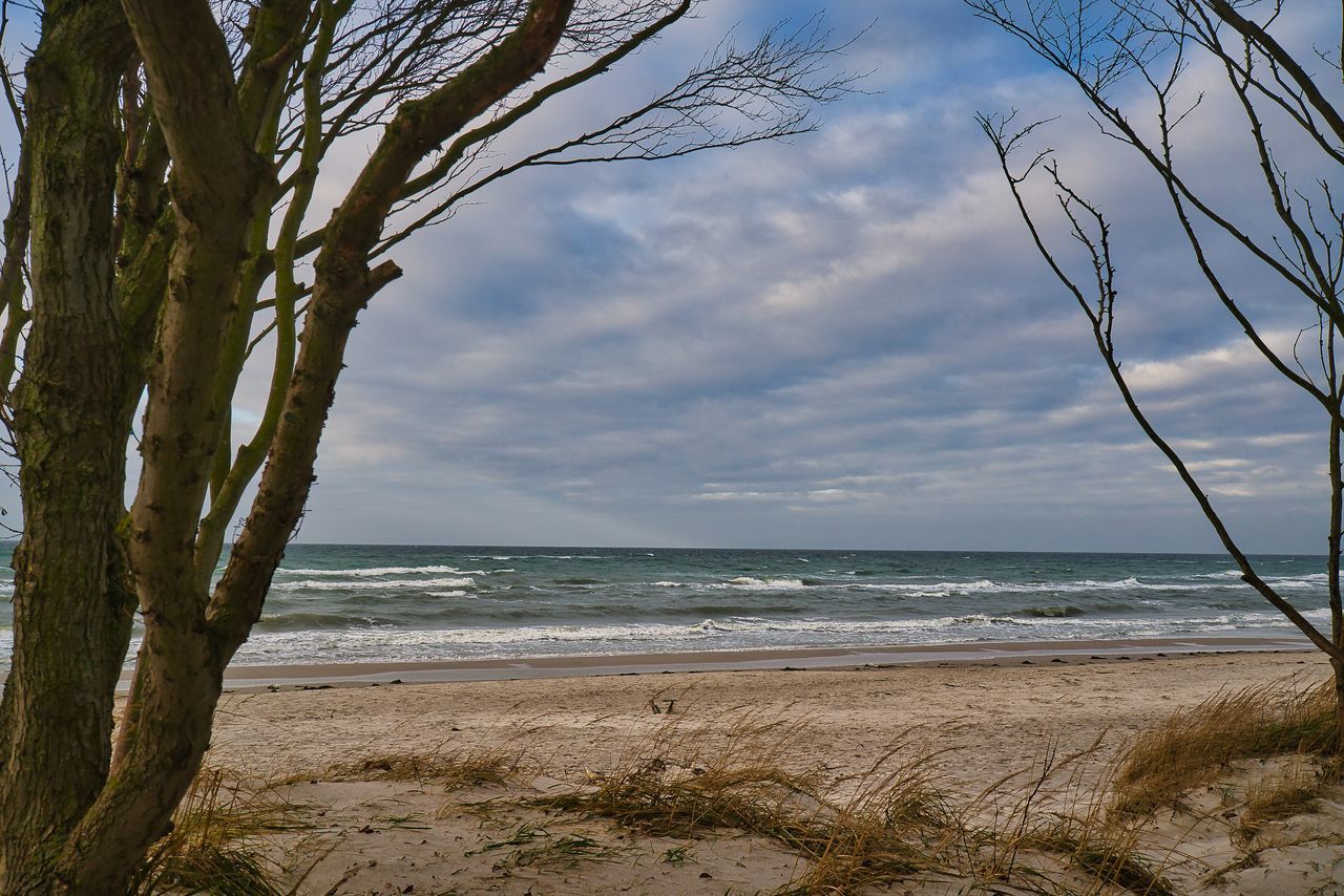 beach, sea, land, water, sky, body of water, tree, nature, plant, beauty in nature, scenics - nature, sand, shore, horizon over water, tranquility, cloud, horizon, coast, tranquil scene, no people, sunlight, ocean, outdoors, environment, day, tree trunk, travel destinations, trunk, coastline, landscape, idyllic, non-urban scene, travel, wave, branch, holiday