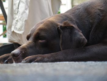 Close-up of dog sleeping