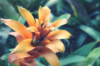 Close-up of orange flowering plant