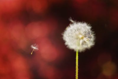 Close-up of dandelion against blurred background