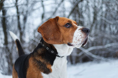 Close-up of a dog in snow
