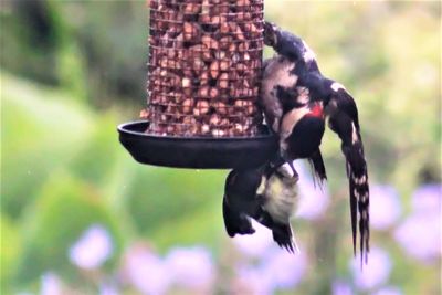 Close-up of bird on feeder