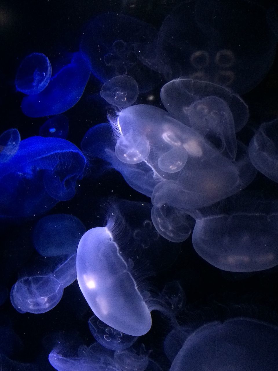 underwater, sea life, swimming, undersea, animal themes, water, sea, wildlife, fish, animals in the wild, jellyfish, blue, coral, beauty in nature, aquarium, nature, school of fish, smooth, close-up