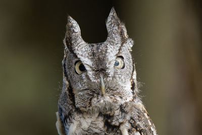 Eastern screech owl poses for your close up portrait on sunny fall day