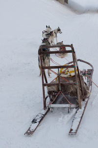 Horse cart on snow field during winter