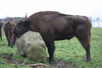 Horse standing in a field