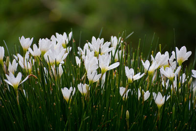 Close-up of white flowering plant on field