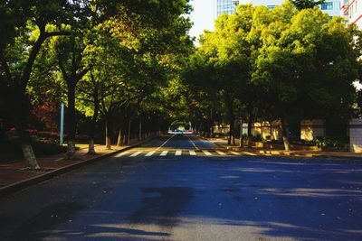 Road passing through forest