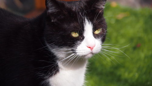 Close-up portrait of cat