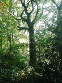 Trees in forest