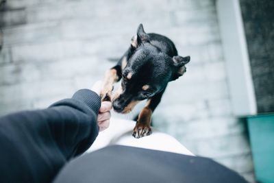 Midsection of person holding dog paw at footpath