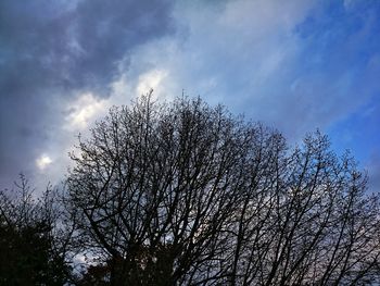 Low angle view of bare tree against sky