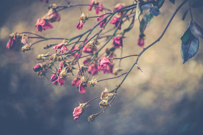 Close-up of pink flowers on branch