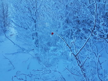 Frozen bird on plant during winter