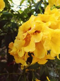 Close-up of yellow flowers blooming outdoors