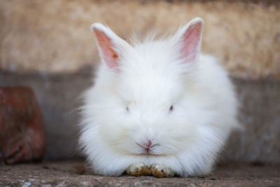 Portrait of white cat