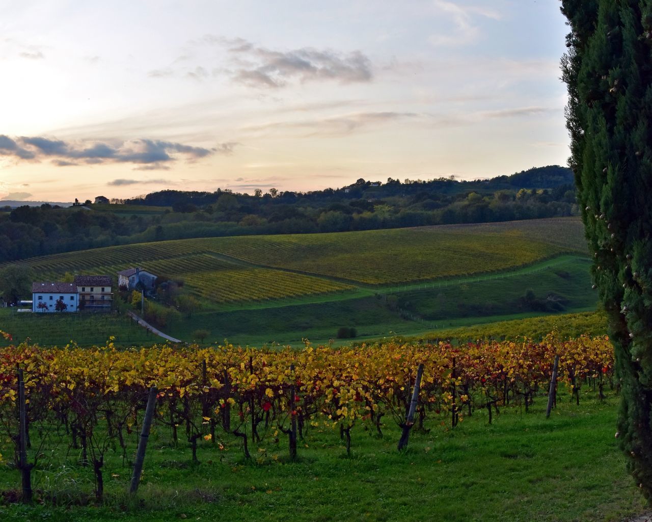 VINEYARD AGAINST SKY DURING SUNSET