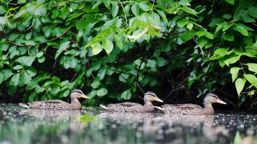 Ducks in a plants