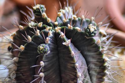 Close-up of succulent plant