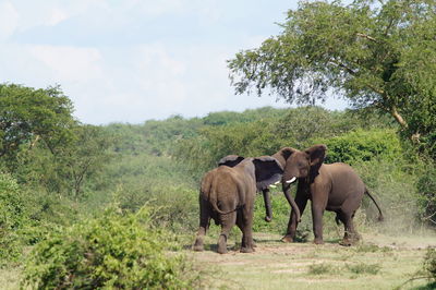 Two elephant bulls fighting in murchison falls national park, uganda