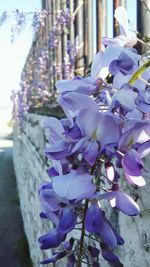 Close-up of purple flowering plant