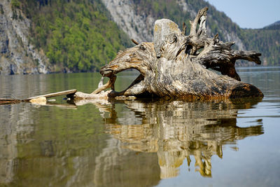 Driftwood in a lake