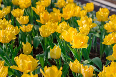 Beautiful tulips in flower garden on black and white in different color concept.