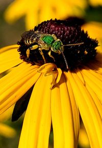Close-up of insect on yellow flower