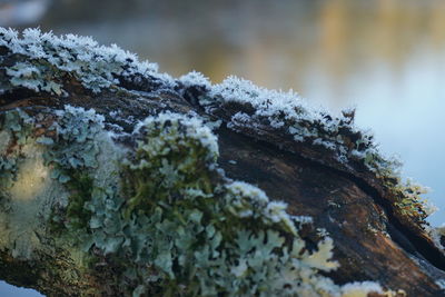 Close-up of snow on moss