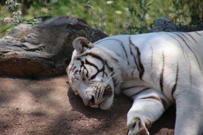 Tiger in a zoo