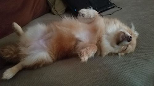 Close-up of dog lying down on floor