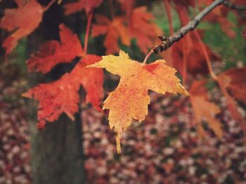 Close-up of orange maple leaves on tree