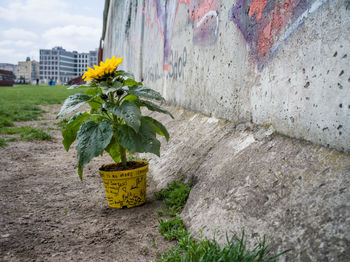 Flower pot left in commemoration at the wall in berlin