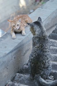 Portrait of cats sitting outdoors