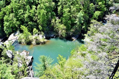 High angle view of river amidst trees in forest