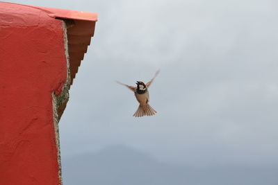 Low angle view of bird flying against sky