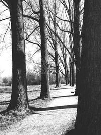 Trees in forest