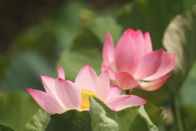 Poems and songs of writers often have chapters praising the lotus