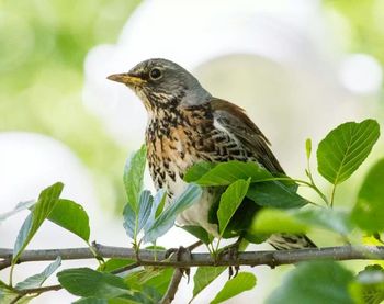 Close-up of bird perching on branch